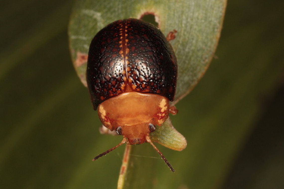 Paropsis albae This tiny beetle is a dark species similar to ornata.  It is known from Papua New Guinea and is not recorded from Australia.   Australia,Geotagged,Paropsis,Paropsis albae,Summer