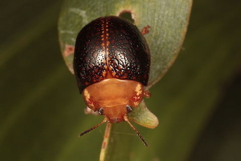 Paropsis albae This tiny beetle is a dark species similar to ornata.  It is known from Papua New Guinea and is not recorded from Australia.   Australia,Geotagged,Paropsis,Paropsis albae,Summer