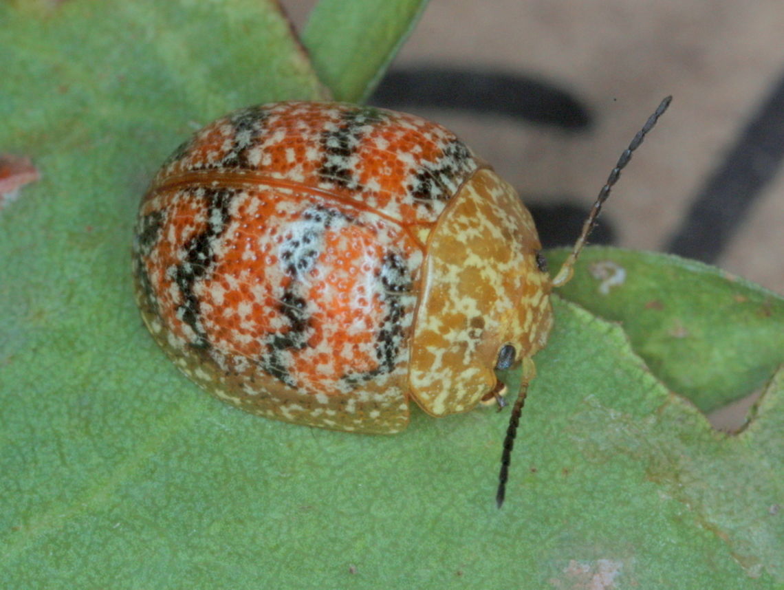 Paropsis obsoleta A small common leaf beetle along the east coast of Australia.<br />
This is a small and very convex beetle usually with dark transverse bands.<br />
Its form can vary in the southern extent of its range. Australia,Geotagged,Paropsis obsoleta,Summer,paropsis,paropsis obsoleta