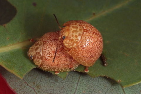 Paropsis obsoleta Possibly Paropsis obsoleta and possibly Paropsis pantherina.  
This unstriped beetle is dominant at the southern extent of the range for P. obsoleta. 
This beetle is sorted out in a paper to be released shortly.   Australia,Geotagged,Paropsis,Paropsis obsoleta,Paropsis pantherina,Spring