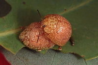 Paropsis obsoleta Possibly Paropsis obsoleta and possibly Paropsis pantherina.  <br />
This unstriped beetle is dominant at the southern extent of the range for P. obsoleta. <br />
This beetle is sorted out in a paper to be released shortly.   Australia,Geotagged,Paropsis,Paropsis obsoleta,Paropsis pantherina,Spring