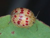 Paropsis pantherina A small beetle with transverse rows of red bands. Australia,Geotagged,Paropsis,Paropsis pantherina,Summer