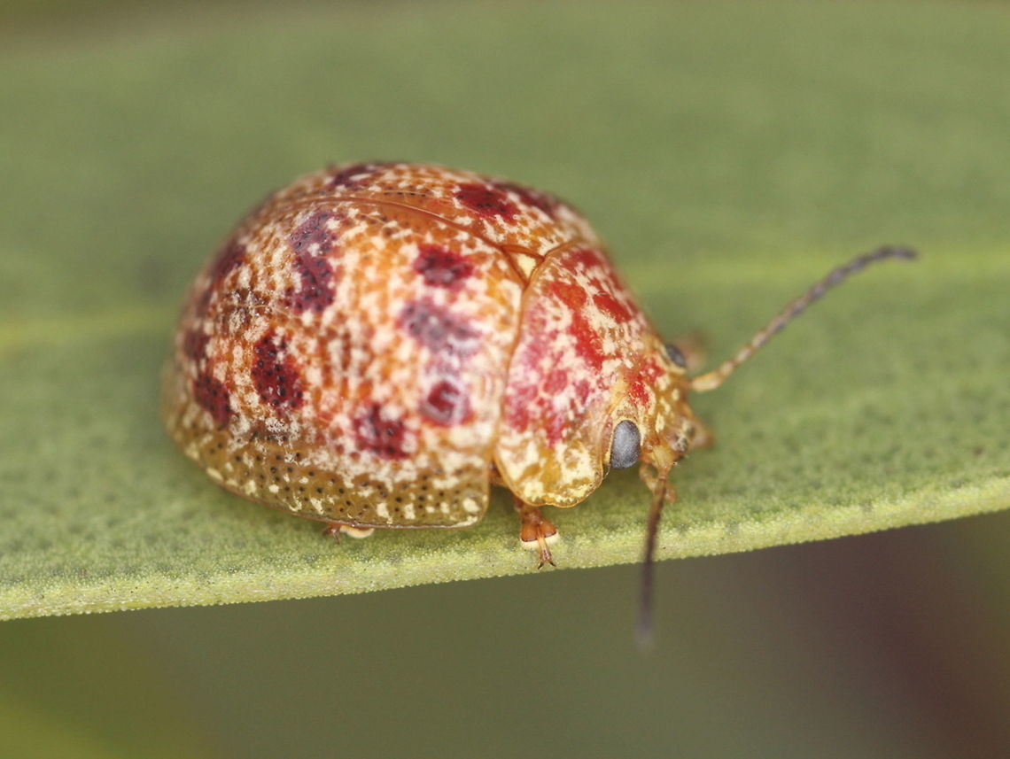 Paropsis sp (GFM#50) This is an isolated population and restricted to South Australia.  It is close to Paropsis pantherina.<br />
It is disputed and might represent an undescribed species.    Australia,Geotagged,Paropsis,Summer