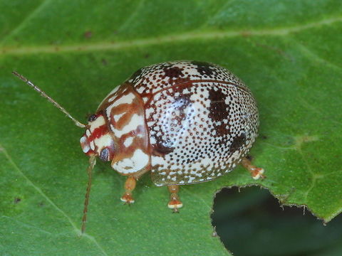 Paropsis sospita A widespread tropical species in an allopatric complex.    Australia,Geotagged,Paropsis,Paropsis sospita,Summer