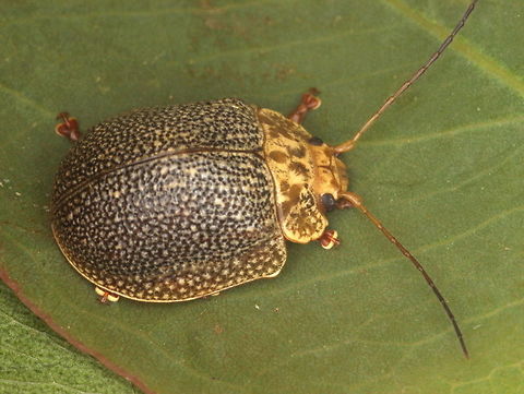 Paropsis intermedia Male Australia,Geotagged,Paropsis,Paropsis intermedia,Spring