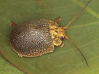 Paropsis intermedia Male Australia,Geotagged,Paropsis,Paropsis intermedia,Spring