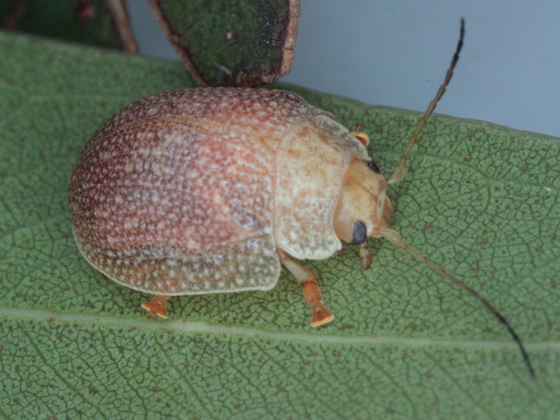 Paropsis intermedia Female.<br />
The three sexually dimorphic species (deLittlei, dilatata and intermedia) were given several additional names so records contain errors.   They also have been confused with charybdis and atomaria.     Australia,Geotagged,Paropsis intermedia,Summer