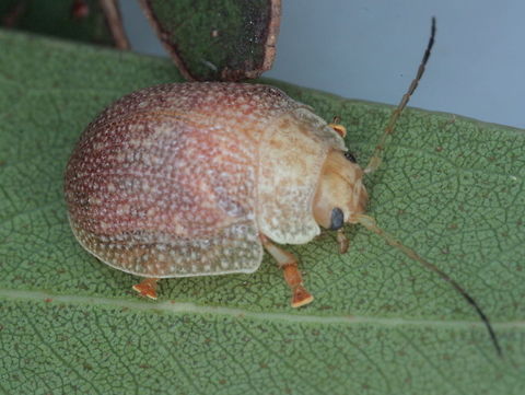 Paropsis intermedia Female.
The three sexually dimorphic species (deLittlei, dilatata and intermedia) were given several additional names so records contain errors.   They also have been confused with charybdis and atomaria.     Australia,Geotagged,Paropsis intermedia,Summer