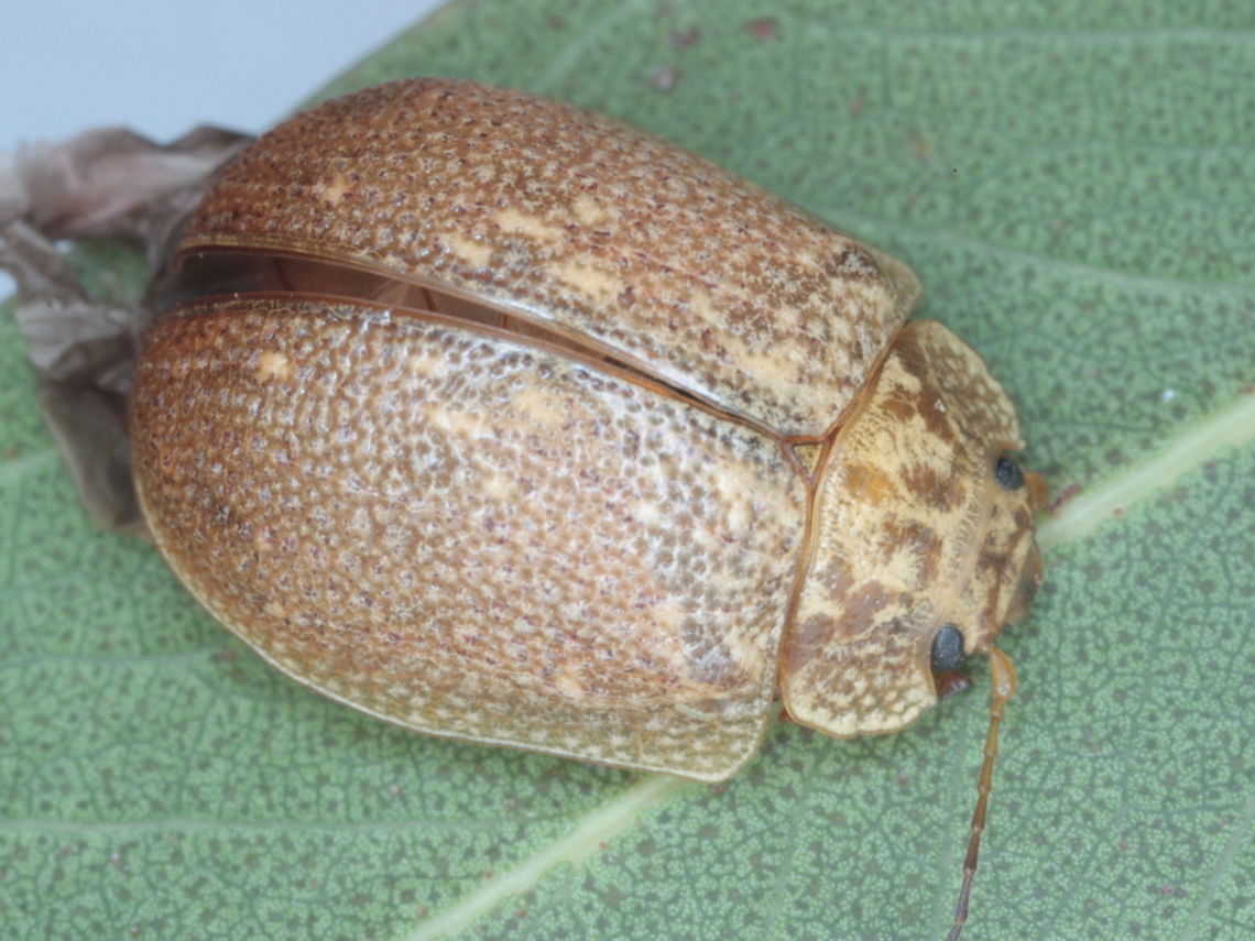 Paropsis delittlei This species is dimorphic.  This is female.  I do not own a male image.  Male will look very similar to male Paropsis intermedia.<br />
 Australia,Geotagged,Paropsis,Paropsis delittlei,Summer