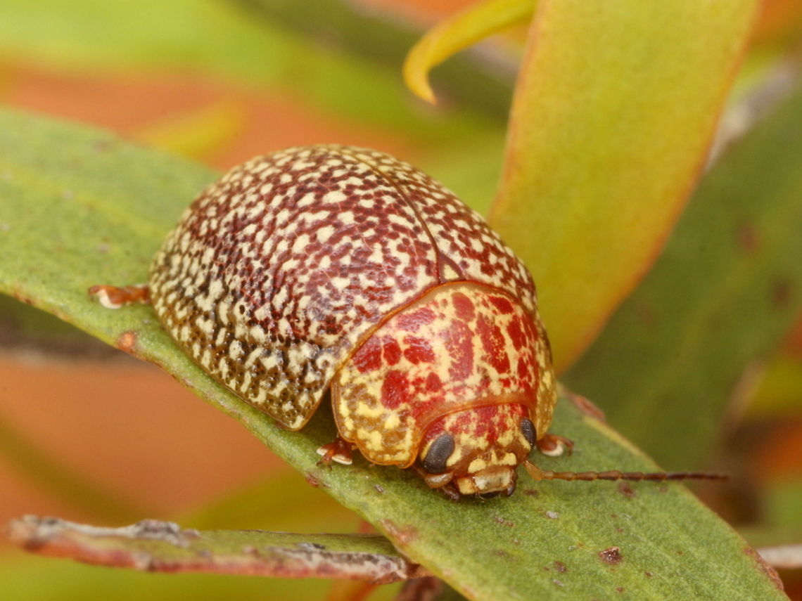 Paropsis sp (GFM #54) A scarce beetle known from museum collections and maybe the only known live photograph.    <br />
Ironbark forest Whipstick Bendigo,  Found on Mallee Gum.      Australia,Geotagged,Summer,paropsis