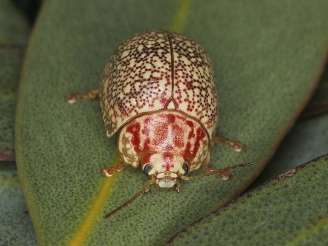 Paropsis sp (GFM#47) A mallee leaf beetle restricted to Western Victoria.   Australia,Geotagged