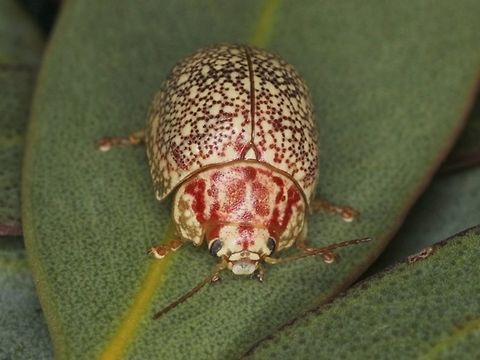 Paropsis sp (GFM#47) A mallee leaf beetle restricted to Western Victoria.   Australia,Geotagged