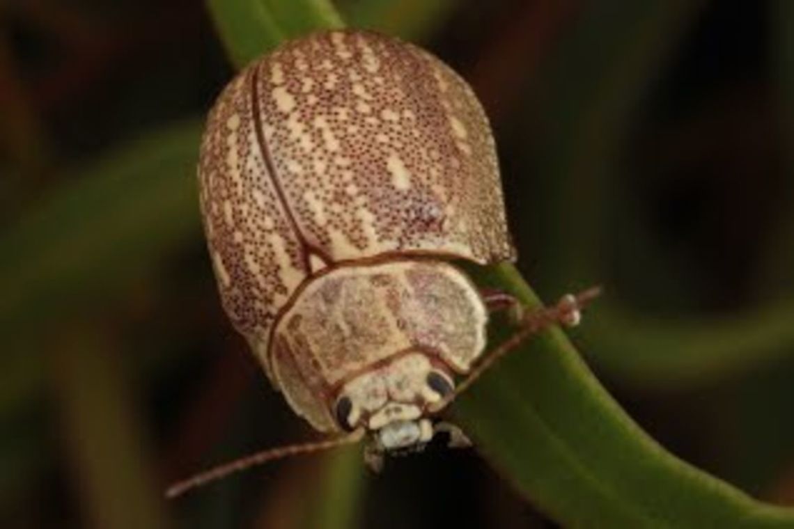 Paropsis sp (GFM#18) A mallee beetle seems limited to inland eastern Australia.  <br />
This specimen is more striped than average which have randomly placed elytral verrucae Australia,Geotagged,Paropsis
