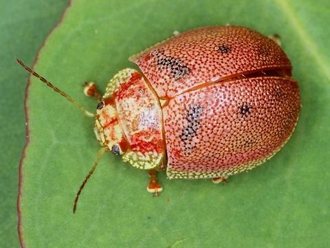 Paropsis cf. deboeri Paropsis deboeri is endemic to Tasmania.
It is the tasmanian form of Paropsis atomaria and a distinct species, sharing unique egg laying patterns.
It is rare in Tasmania.
This Victorian montane discovery matches very closely but it may be prudent to leave the ID open.
It is possible that the red pronotal markings which are indicative, might be teneral.   Australia,Geotagged,Paropsis