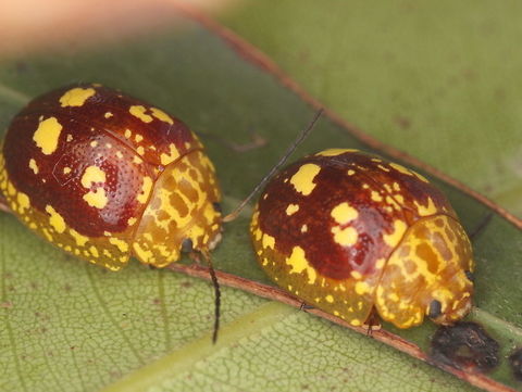 Paropsis maculata The spotted beetle is one of the more colorful and attractive of the Paropsis group.  It is scarce in Victoria but very common in Brisbane. 
This is the final species of this genus in my collection.      Australia,Fall,Geotagged,Paropsis,Paropsis maculata