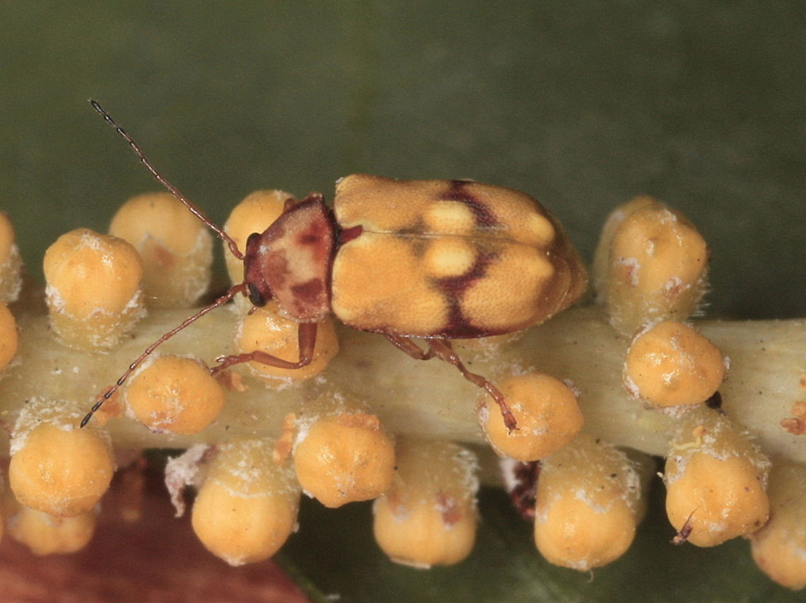 leaf beetle flower mimic The beetle is Chrysomelidae; Ctyptocephalinae, maybe genus Cadmus( ? )<br />
The flowers are floret buds of Acacia and the beetle is dressed to match.     Australia,Chrysomelidae,Cryptocephalinae,Geotagged,Winter