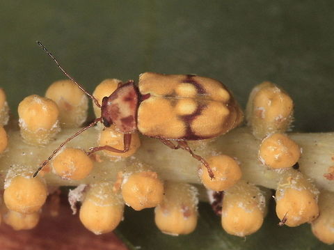 leaf beetle flower mimic The beetle is Chrysomelidae; Ctyptocephalinae, maybe genus Cadmus( ? )
The flowers are floret buds of Acacia and the beetle is dressed to match.     Australia,Chrysomelidae,Cryptocephalinae,Geotagged,Winter