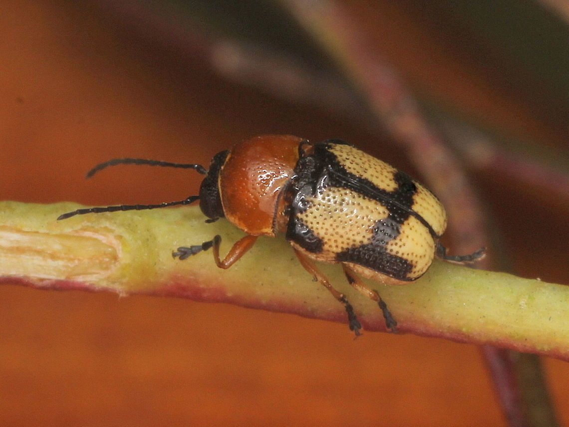 Aporocera sp. An attractive leaf beetle from the big desert.<br />
The family is Chrysomelidae; Cryptocephalinae.    Aporocera,Australia,Cryptocephalinae,Geotagged,Spring