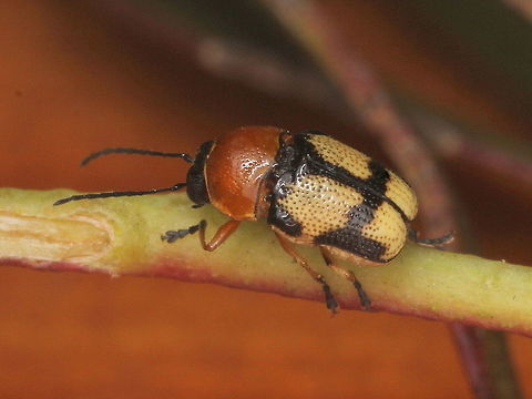 Aporocera sp. An attractive leaf beetle from the big desert.
The family is Chrysomelidae; Cryptocephalinae.    Aporocera,Australia,Cryptocephalinae,Geotagged,Spring