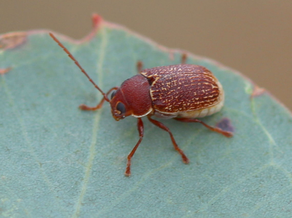 Leaf beetle Chrysomelidae, cryptocephalinae, probably cadmus. Australia,Cryptocephalinae,Fall,Geotagged,cadmus,chrysomelidae
