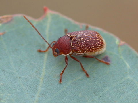 Leaf beetle Chrysomelidae, cryptocephalinae, probably cadmus. Australia,Cryptocephalinae,Fall,Geotagged,cadmus,chrysomelidae