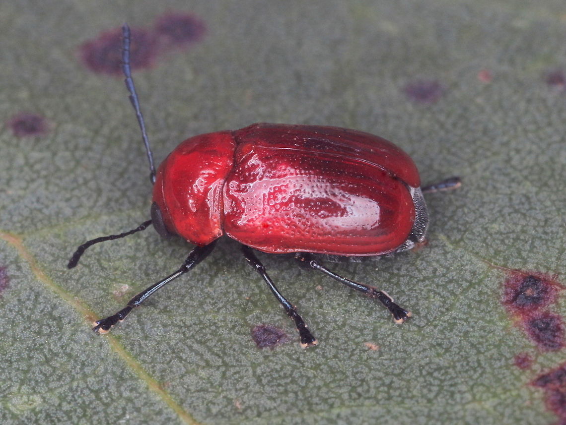 Aporocera (Aporocera) haemaodes A red leaf beetle from the Cryptocephalinae subfamily.  Aporocera,Aporocera haemaodes,Australia,Cryptocephalinae,Geotagged,Spring
