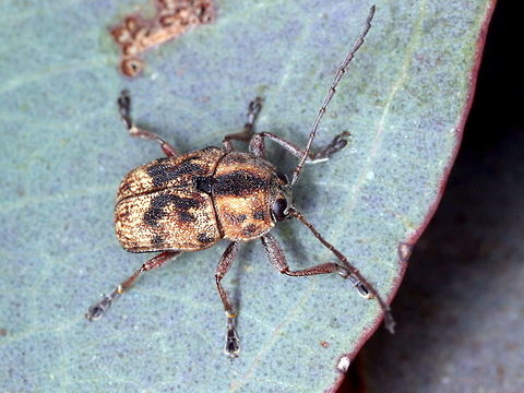 Cryptocephalinae  Australia,Cryptocephalinae,Geotagged,Winter,cadmus