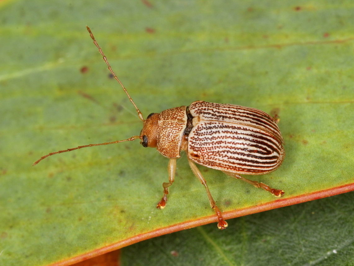 Aporocera sp. On Eucalyptus.  Still in his pyjamas. <br />
 Australia,Cryptocephalinae,Geotagged,Spring