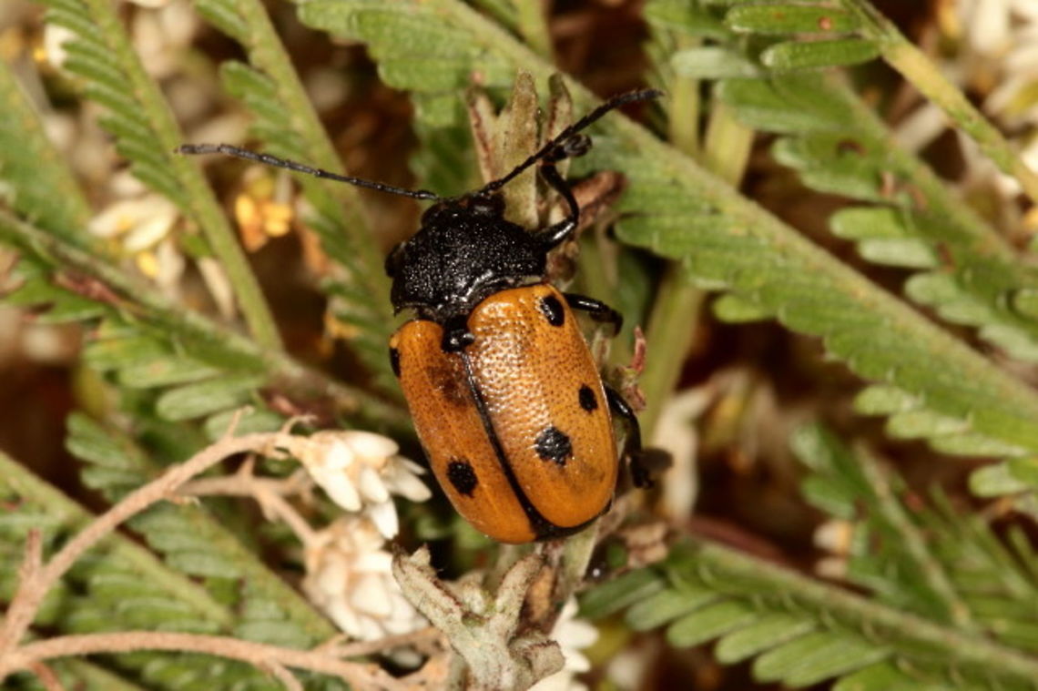 cadmus sp. Licola Australia,Cryptocephalinae,Geotagged,Summer,cadmus