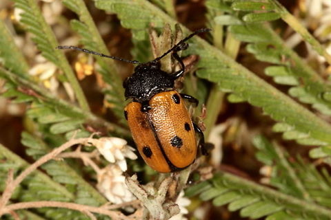 cadmus sp. Licola Australia,Cryptocephalinae,Geotagged,Summer,cadmus