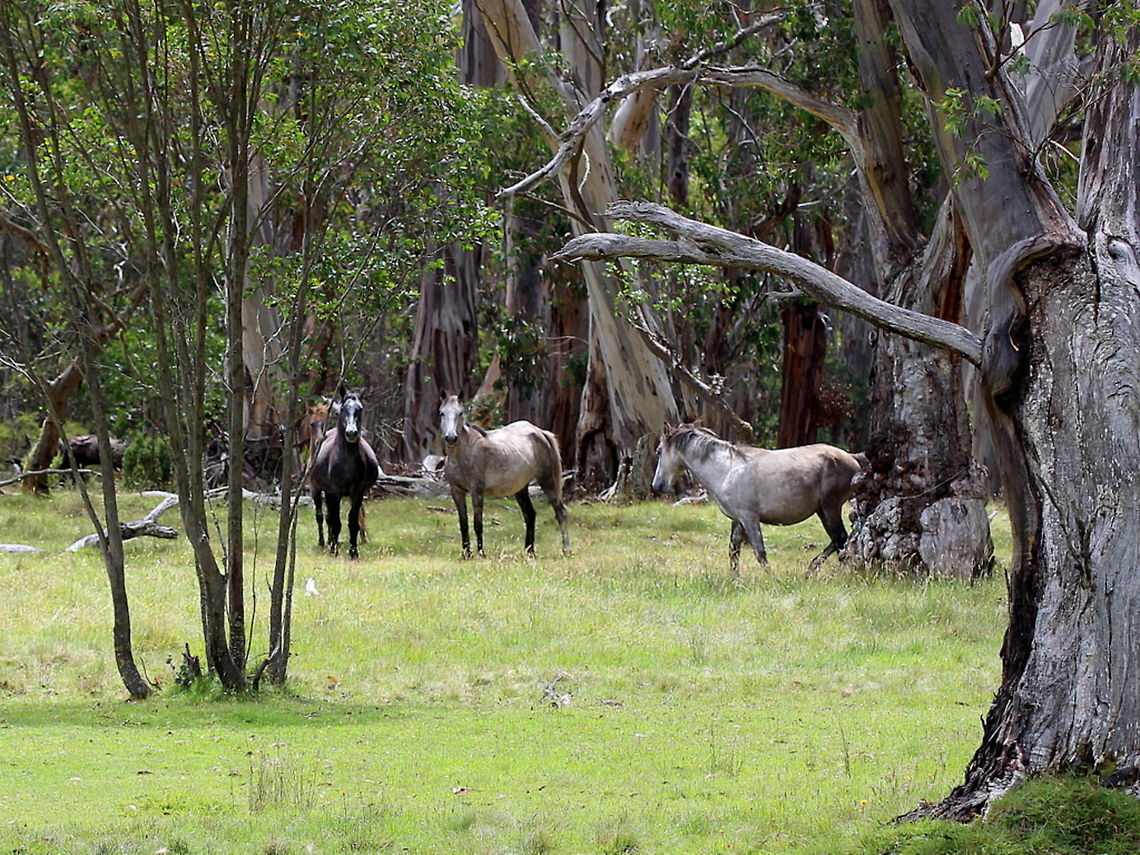 Wild Brumbies Brumbies refer to iconic feral horses that are part of Australian folklore in poetry and storytelling.  This mob is from the Victorian alpine region but now most brumbies are found in the wide open spaces of Northern Territory and Queensland.   They originate from escaped stock of Arabic, British, South African, Timor and draught horses.  There is some contention as to these horses being a beneficial or pest species.   Australia,Domestic horse,Equus ferus caballus,Geotagged,Summer