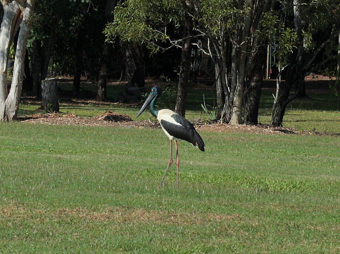 Jabiru; The Black Necked Stork This is the only stork in Australia given the Aboriginal name Jabiru. <br />
It is grazing at the centennial lakes at Cairns.    Australia,Black-necked Stork,Ephippiorhynchus asiaticus,Fall,Geotagged