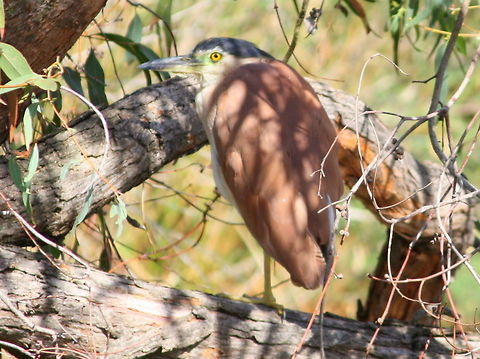 Nankeen_heron A cautious waterbird in a suburban park. Australia,Fall,Geotagged,Nankeen Night Heron,Nycticorax caledonicus