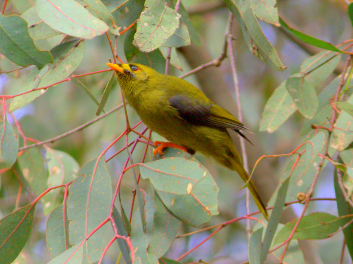 bellbird A gregarious bird often heard but seldom seen and well concealed by its coloring which blends well in the foliage.   Australia,Bell Miner,Fall,Geotagged,Manorina melanophrys