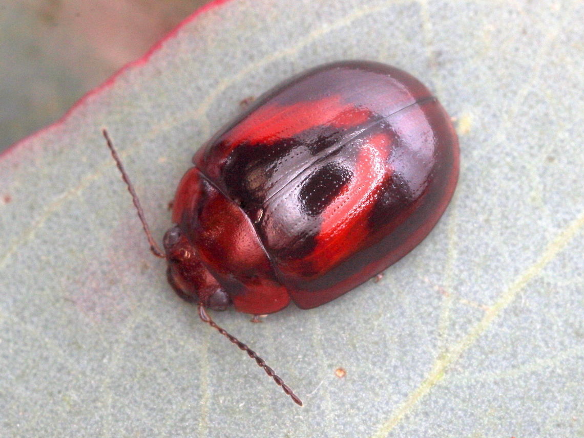 Paropsisterna erudita This attractive beetle is a Victorian endemic species but seldom noticed as it often hides under bark.<br />
Probably not nocturnal, it would be better described as crepuscular.    The chevron pattern is derived by a diagonal vitta on each elytron.   Australia,Geotagged,Paropsisterna,Paropsisterna erudita,Winter,paropsisterna erudita