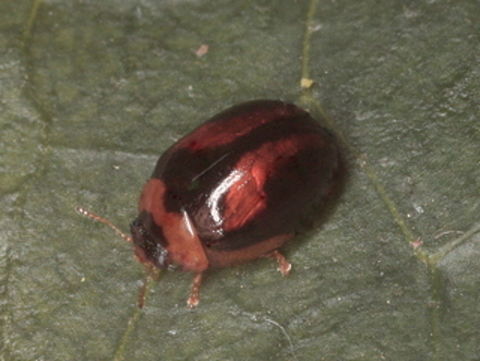 Paropsisterna chlorotica This small beetle is an acacia feeder in winter.  These features are shared with part of the Peltoschema genus.  However some microscopic features of the pronotum differ and it currently is classified as Paropsisterna.   Australia,Geotagged,Paropsisterna,Paropsisterna chlorotica,Winter