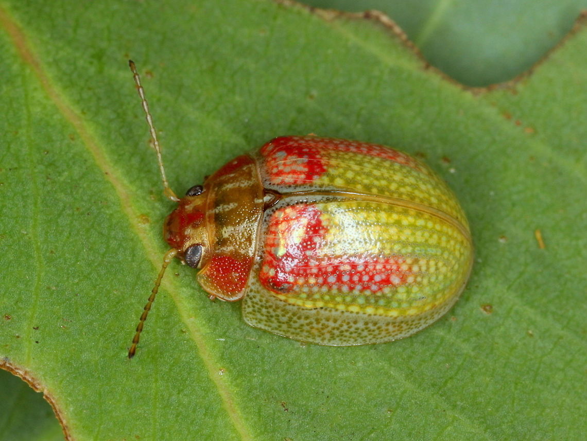 Paropsisterna laesa An attractive green leaf beetle.<br />
It is believed this beetle was collected by the Captain Cook voyage of discovery in Botany Bay, Sydney in 1770 and the specimen is held in the British museum.    <br />
It is possible that the pale species below is the same<br />
<figure class="photo"><a href="https://www.jungledragon.com/image/39789/paropsisterna_sp37.html" title="Paropsisterna_sp37"><img src="https://s3.amazonaws.com/media.jungledragon.com/images/2776/39789_thumb.JPG?AWSAccessKeyId=05GMT0V3GWVNE7GGM1R2&Expires=1759968010&Signature=sc4l5j8A2gHaqBG00x7UJf5CcEQ%3D" width="200" height="152" alt="Paropsisterna_sp37 This beetle is common in Victoria and by all accounts looks like the mostly green Paropsisterna laesa.   In Victoria it is always pale, the green variety, if indeed it is a variety, does not occur.  These are structurally similar and probably the same species but this will require confirmation.   Australia,Geotagged,Spring,paropsisterna,paropsisterna laesa" /></a></figure>  Australia,Geotagged,Paropsisterna laesa,Summer,paropsisterna,paropsisterna laesa