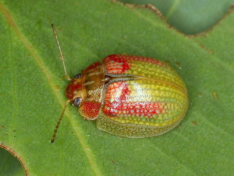 Paropsisterna laesa An attractive green leaf beetle.
It is believed this beetle was collected by the Captain Cook voyage of discovery in Botany Bay, Sydney in 1770 and the specimen is held in the British museum.    
It is possible that the pale species below is the same
https://www.jungledragon.com/image/39789/paropsisterna_sp37.html  Australia,Geotagged,Paropsisterna laesa,Summer,paropsisterna,paropsisterna laesa
