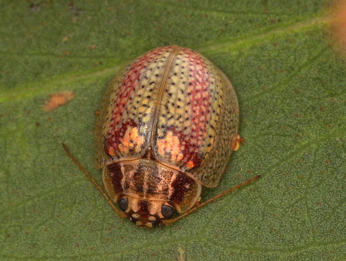 Paropsisterna_sp37 This beetle is common in Victoria and by all accounts looks like the mostly green Paropsisterna laesa.   In Victoria it is always pale, the green variety, if indeed it is a variety, does not occur.  These are structurally similar and probably the same species but this will require confirmation.   Australia,Geotagged,Spring,paropsisterna,paropsisterna laesa