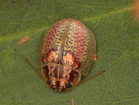 Paropsisterna_sp37 This beetle is common in Victoria and by all accounts looks like the mostly green Paropsisterna laesa.   In Victoria it is always pale, the green variety, if indeed it is a variety, does not occur.  These are structurally similar and probably the same species but this will require confirmation.   Australia,Geotagged,Spring,paropsisterna,paropsisterna laesa
