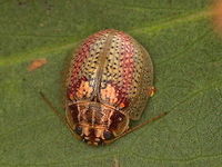 Paropsisterna_sp37 This beetle is common in Victoria and by all accounts looks like the mostly green Paropsisterna laesa.   In Victoria it is always pale, the green variety, if indeed it is a variety, does not occur.  These are structurally similar and probably the same species but this will require confirmation.   Australia,Geotagged,Spring,paropsisterna,paropsisterna laesa