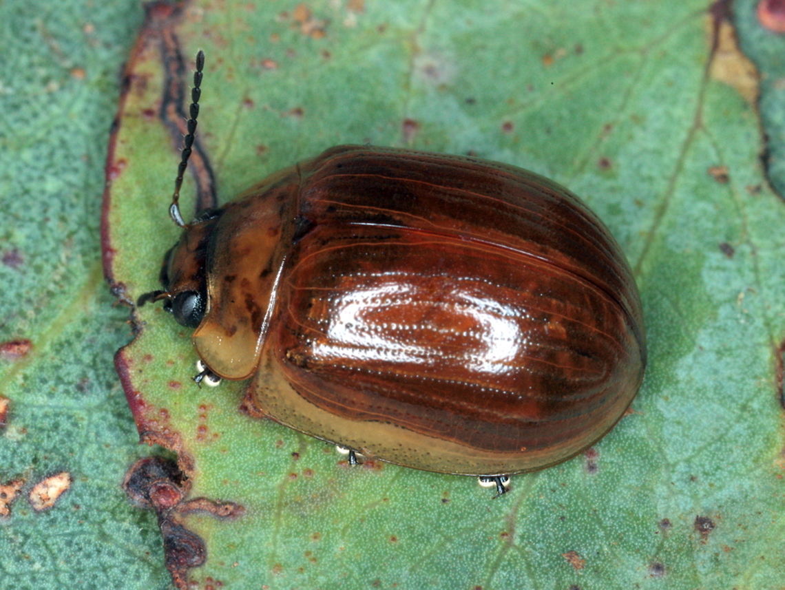 Paropsisterna nucea A brown leaf beetle with a light lateral margin, common in the southern Australia.<br />
Sometimes it occurs in a pale form, below;<br />
<figure class="photo"><a href="https://www.jungledragon.com/image/39791/paropsisterna_nucea.html" title="Paropsisterna nucea"><img src="https://s3.amazonaws.com/media.jungledragon.com/images/2776/39791_thumb.JPG?AWSAccessKeyId=05GMT0V3GWVNE7GGM1R2&Expires=1763596810&Signature=YxL7XoGZz37U5x8qqbg8L0MRkXU%3D" width="200" height="152" alt="Paropsisterna nucea This common leaf beetle occurs in a pale form and a dark brown form throughout its range. Australia,Geotagged,Paropsisterna,Paropsisterna nucea,Summer" /></a></figure>  Australia,Geotagged,Paropsisterna nucea,Summer,paropsisterna,paropsisterna nucea