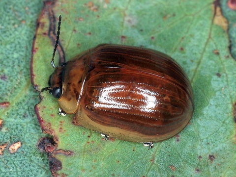 Paropsisterna nucea A brown leaf beetle with a light lateral margin, common in the southern Australia.
Sometimes it occurs in a pale form, below;
https://www.jungledragon.com/image/39791/paropsisterna_nucea.html  Australia,Geotagged,Paropsisterna nucea,Summer,paropsisterna,paropsisterna nucea