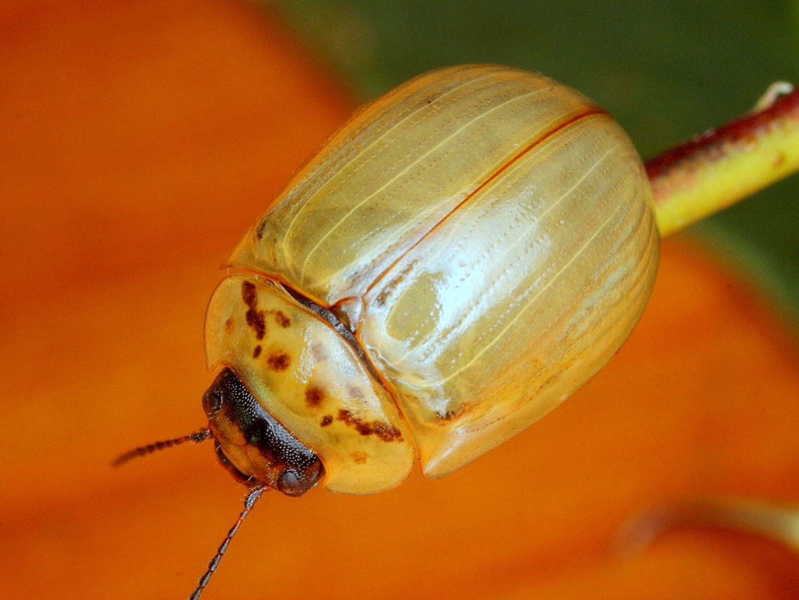 Paropsisterna nucea This common leaf beetle occurs in a pale form and a dark brown form throughout its range. Australia,Geotagged,Paropsisterna,Paropsisterna nucea,Summer