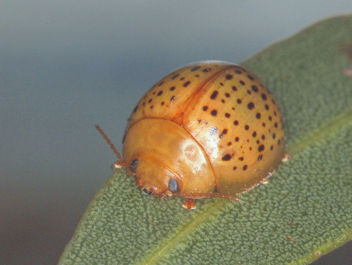 Paropsisterna madida This tiny yellow mallee beetle is known only from one location in the big desert, Victoria.   It belongs to a small species group within Paropsisterna which are very convex and bear rows of punctures, some of which are colored in black.   Australia,Geotagged,Paropsisterna,Paropsisterna madida,Summer
