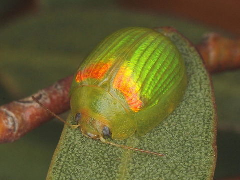 Paropsisterna_sp9 A bright green Mallee species close to Paropsisterna hectica.  The red basal color of the elytra may be teneral. Australia,Geotagged,Paropsisterna,Summer