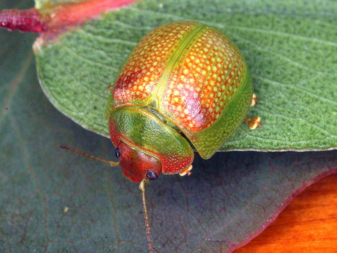 Paropsisterna_sp16 An undetermined and scarce beetle with red head and anterior pronotum. <br />
The antennae are testaceous and should not be confused with P. fastidiosa which are black.  <br />
The coloration of the 'cell' of the elytra is variable, from green to red, which maybe even teneral.   <br />
Next time I shall test that theory.  <br />
There always a diagonal red remnant on the base of the elytra, from humeral callous (shoulder)  to the suture,  Australia,Geotagged,Paropsisterna,Spring