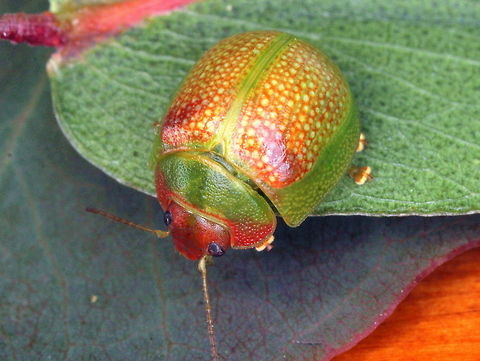 Paropsisterna_sp16 An undetermined and scarce beetle with red head and anterior pronotum. 
The antennae are testaceous and should not be confused with P. fastidiosa which are black.  
The coloration of the 'cell' of the elytra is variable, from green to red, which maybe even teneral.   
Next time I shall test that theory.  
There always a diagonal red remnant on the base of the elytra, from humeral callous (shoulder)  to the suture,  Australia,Geotagged,Paropsisterna,Spring