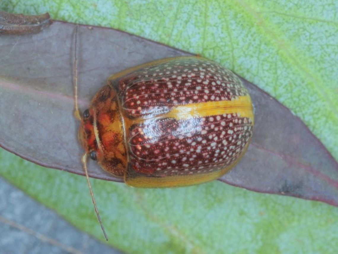 Paropsisterna_sp18 A montane beetle of bright purple color.  <br />
Allied to sp 16 and seen only once Australia,Geotagged,Paropsisterna