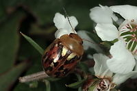 Paropsisterna obliterata A small paropsisterna being one of few that feed on Kunzea and Leptospermum.  <br />
This species complex ranges from WA to NSW and probably includes four species, two in WA and one in each of  Victoria and NSW.  <br />
 Australia,Geotagged,Paropsisterna,Paropsisterna obliterata,Spring